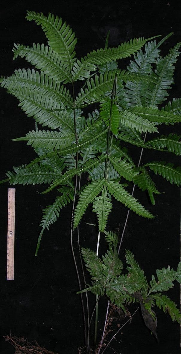 Pteris 5