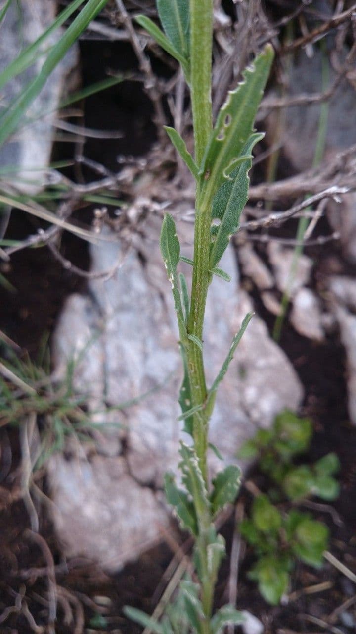 Draba 6