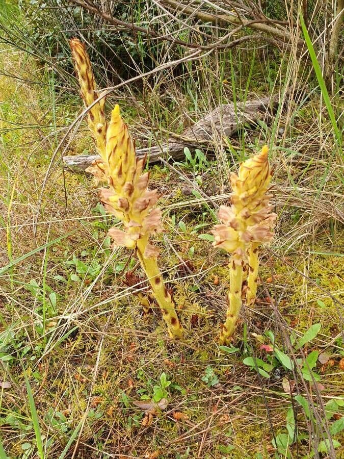 Orobanche maggiore 10