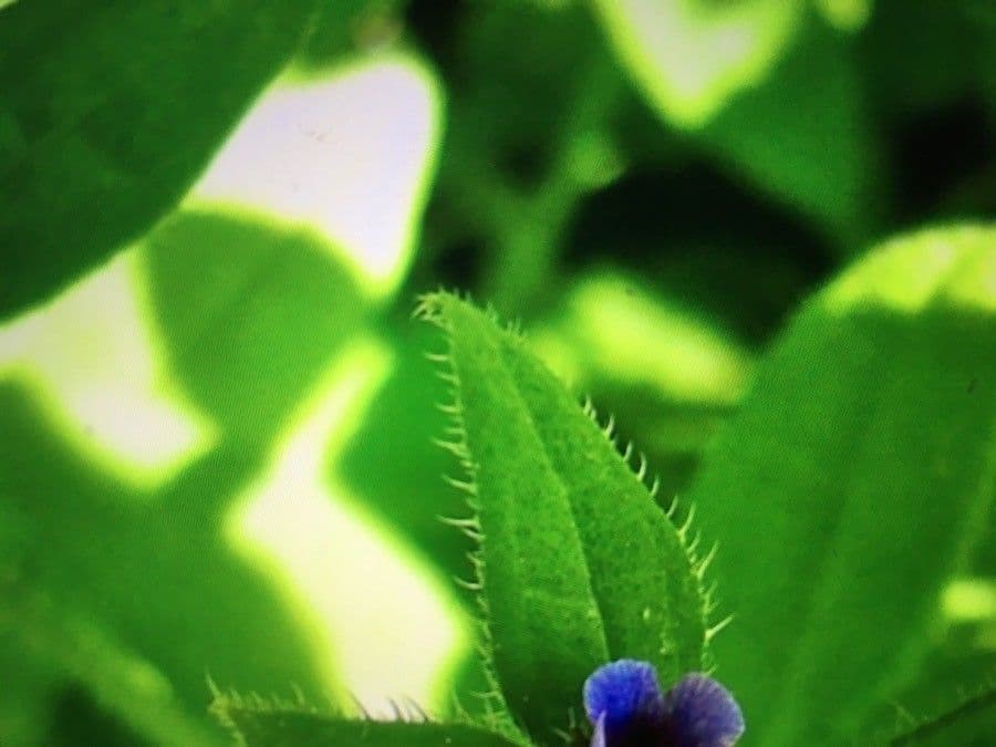 Lappola aspera 19