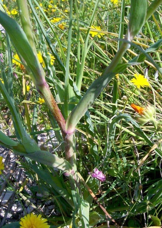 Haferwurzel 24