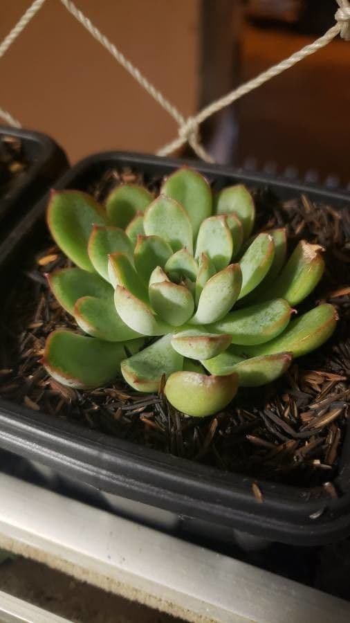 Echeveria 8