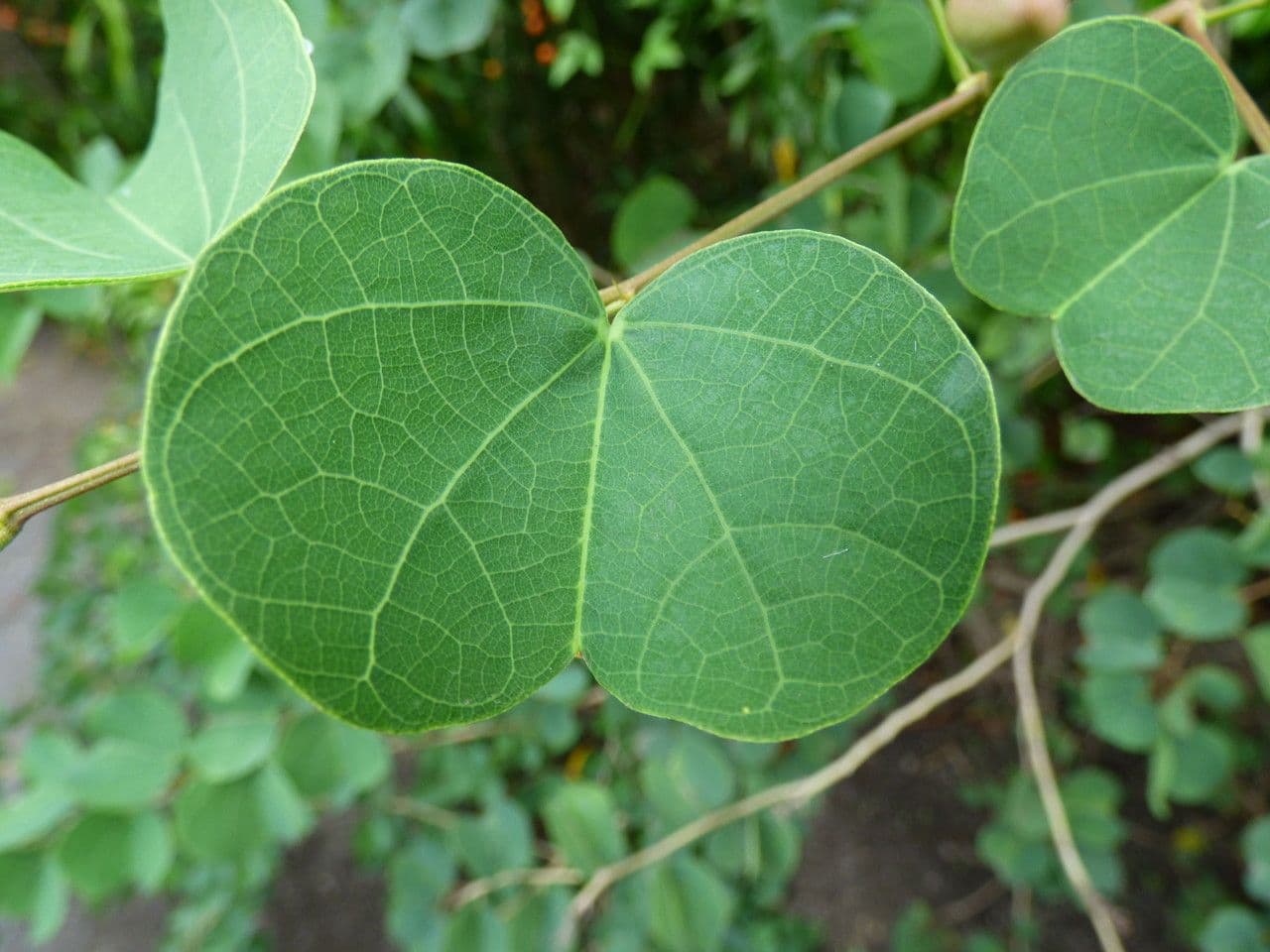 Bauhinia galpinii 17