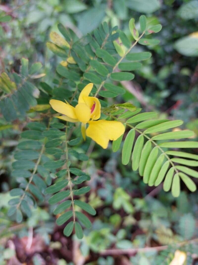 Cañandú 6