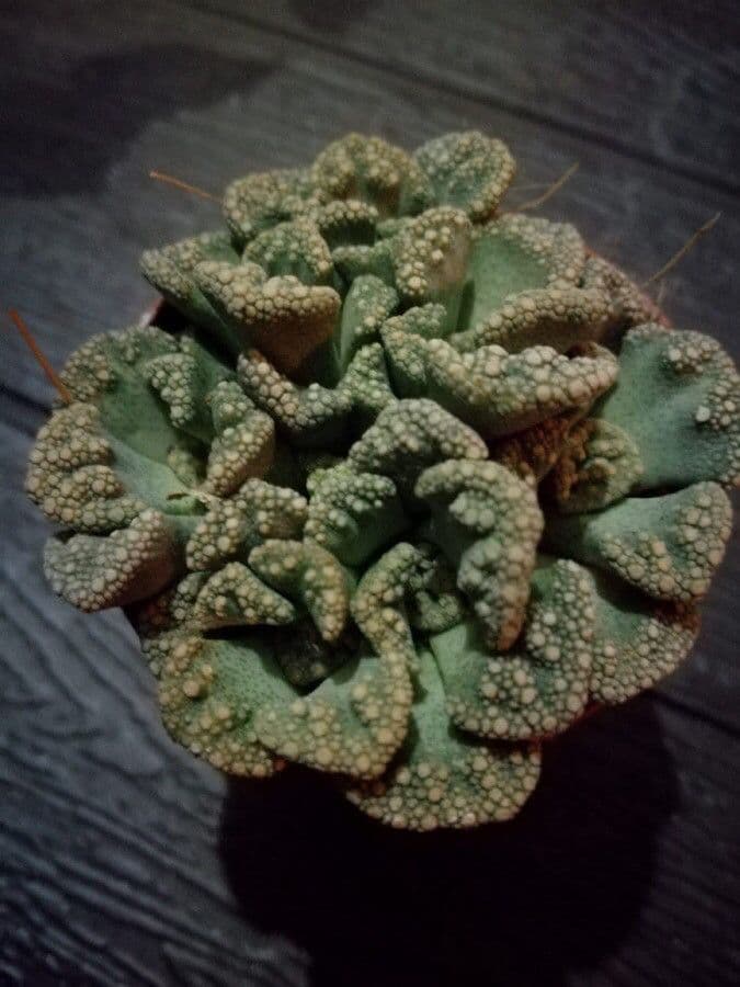 Titanopsis 10