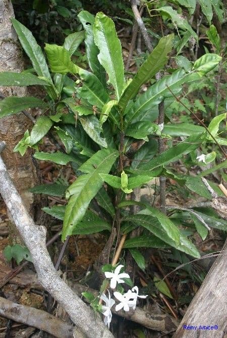 Atractocarpus 6