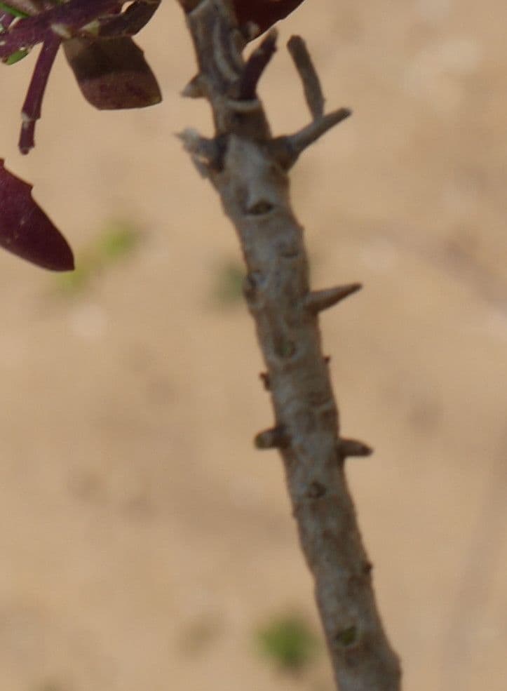 Iberis procumbens 22