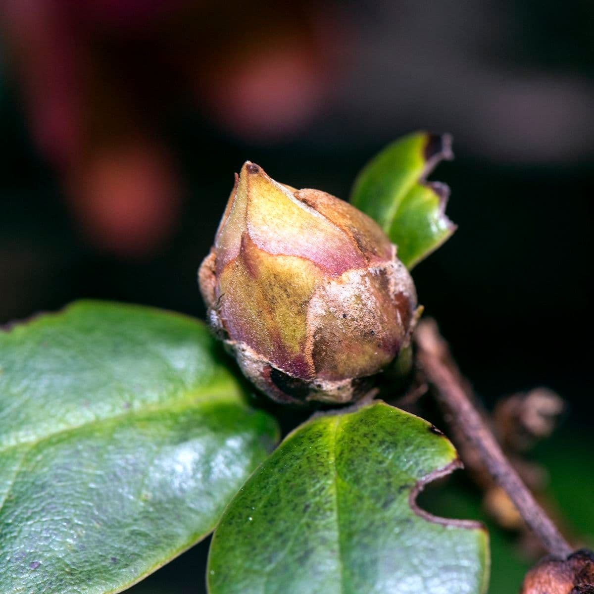 Rododendro 14
