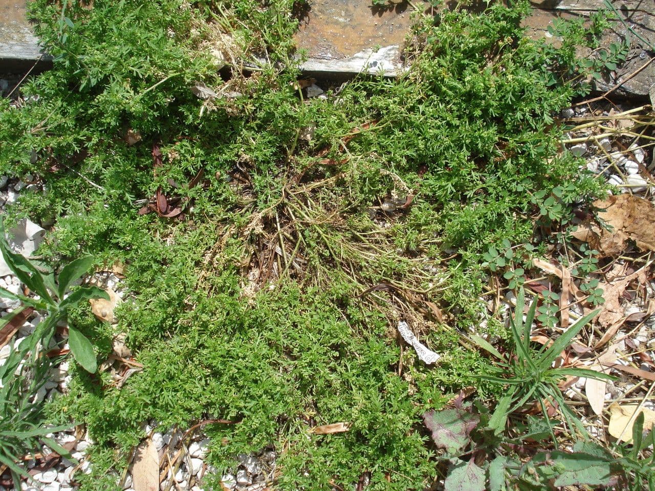Lappola comune 13