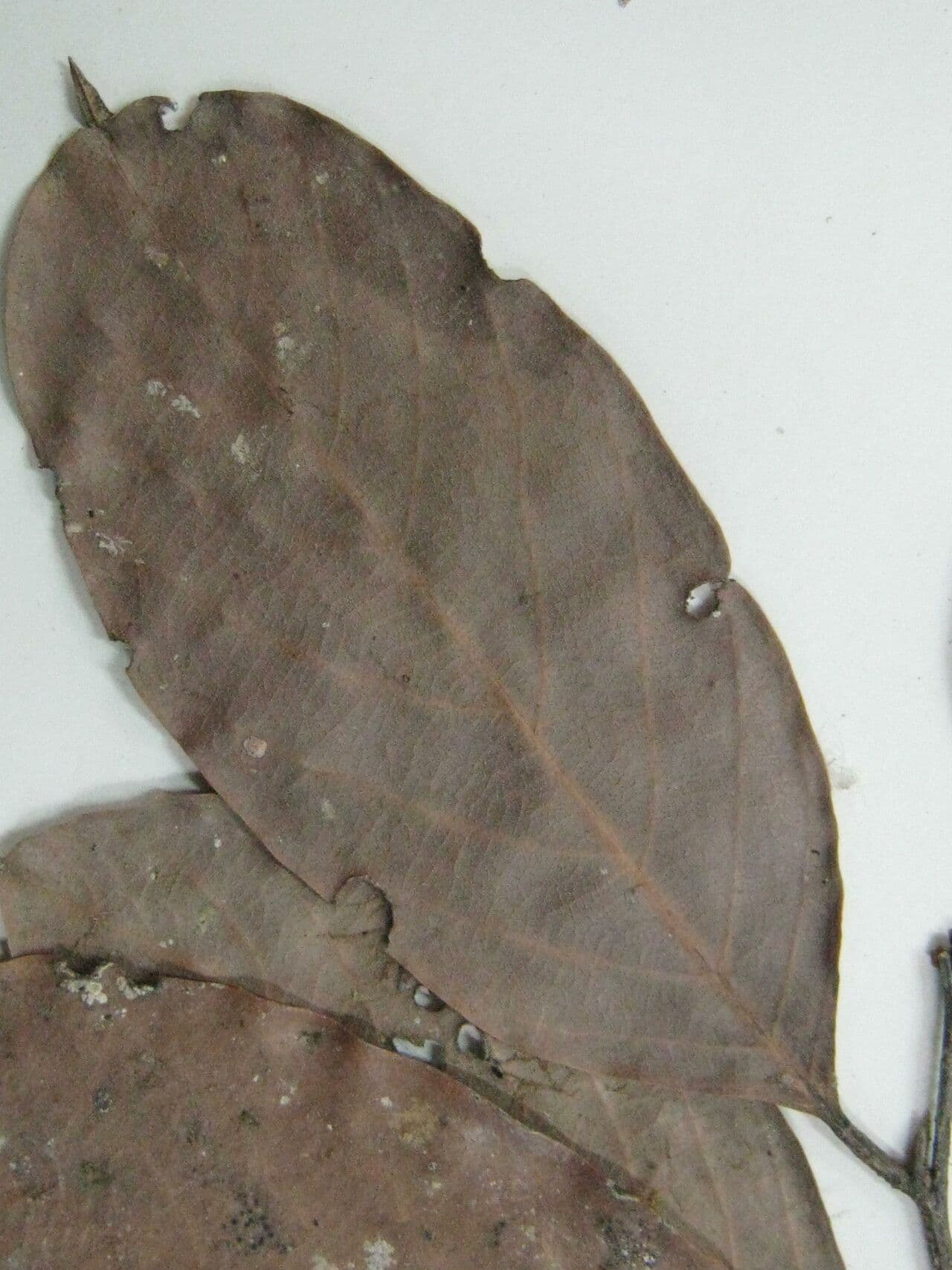 Licania 10