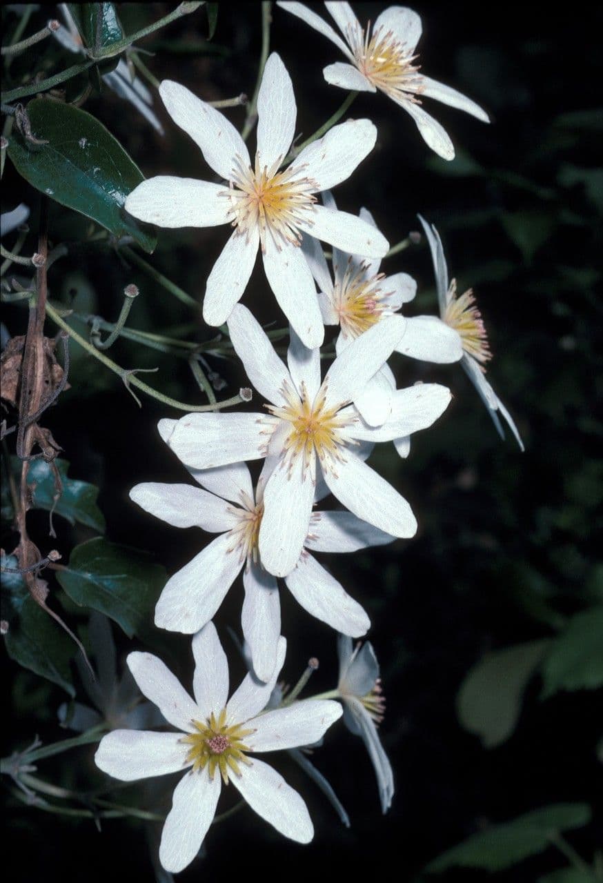 Clematis paniculada