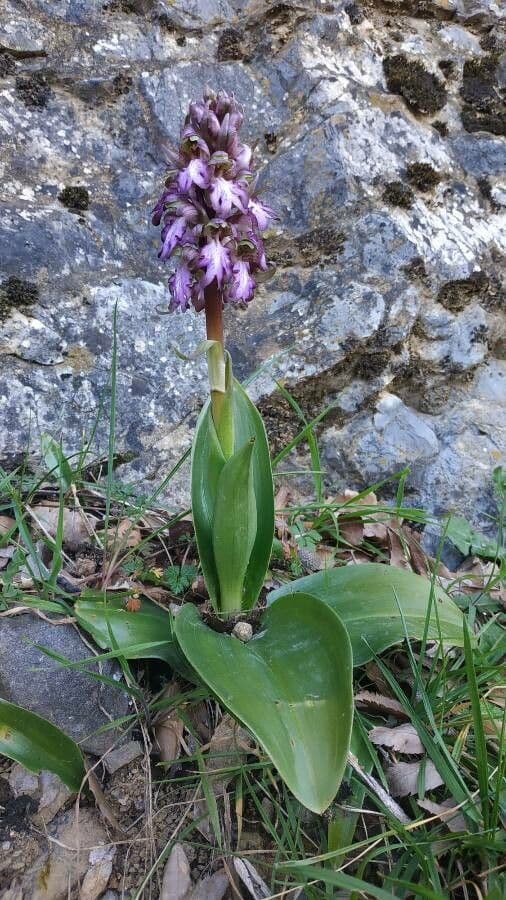 Orchis géant 12