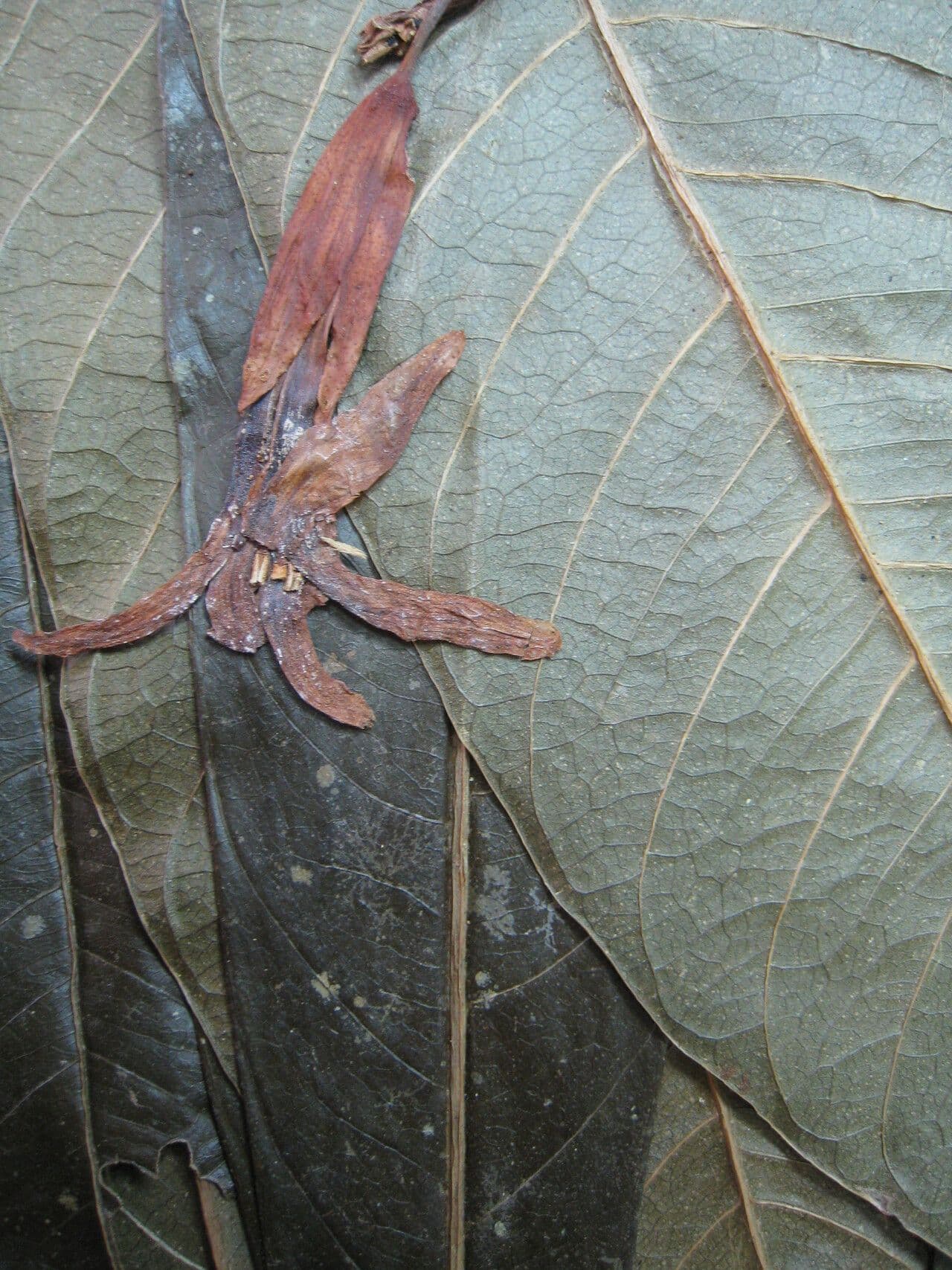 Erythrochiton 2