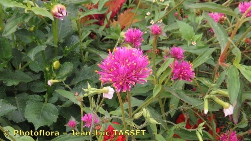 Gomphrena globuleuse 26