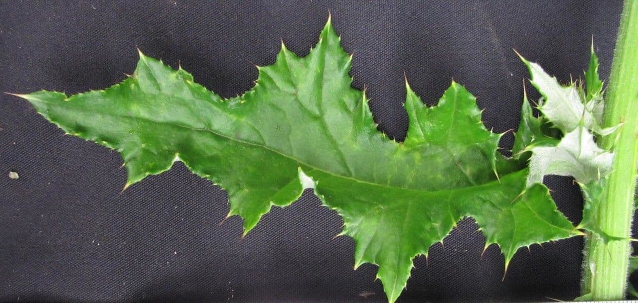 Cirsium mexicanum 16