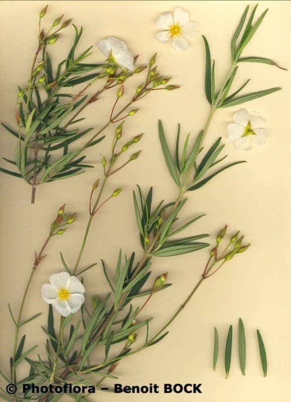 Cistus 17