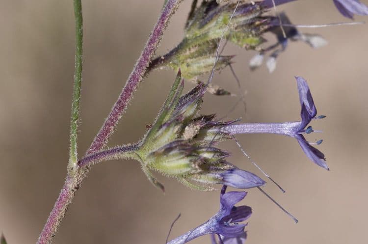 Ipomopsis multiflora