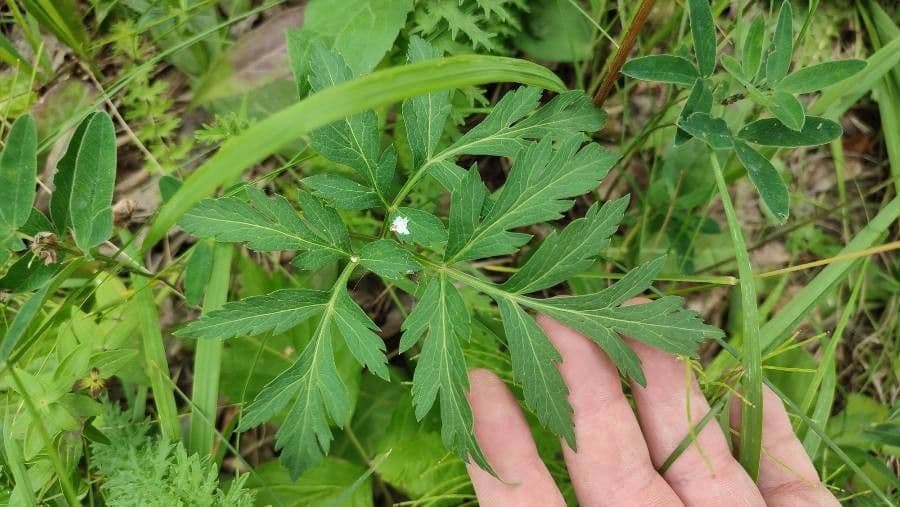 Pleurospermum 2