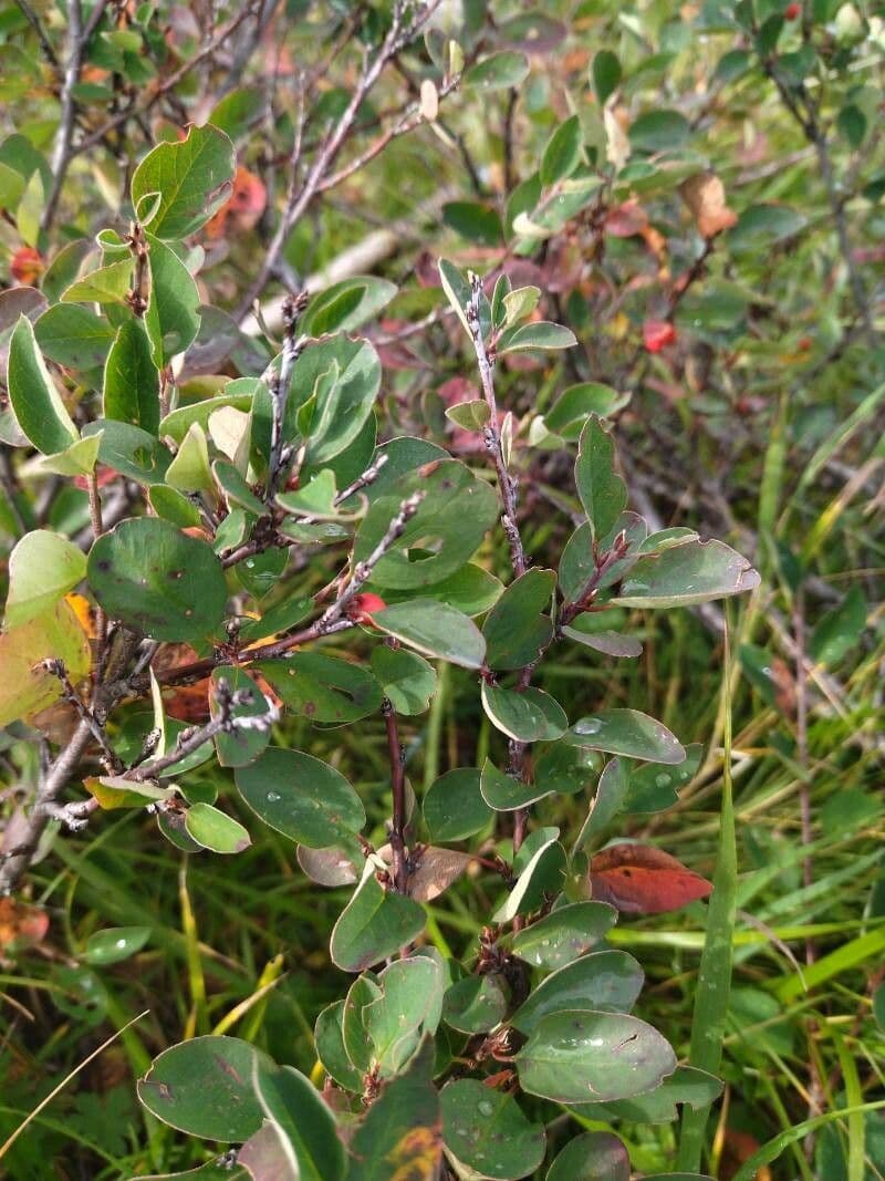 Cotoneaster 3