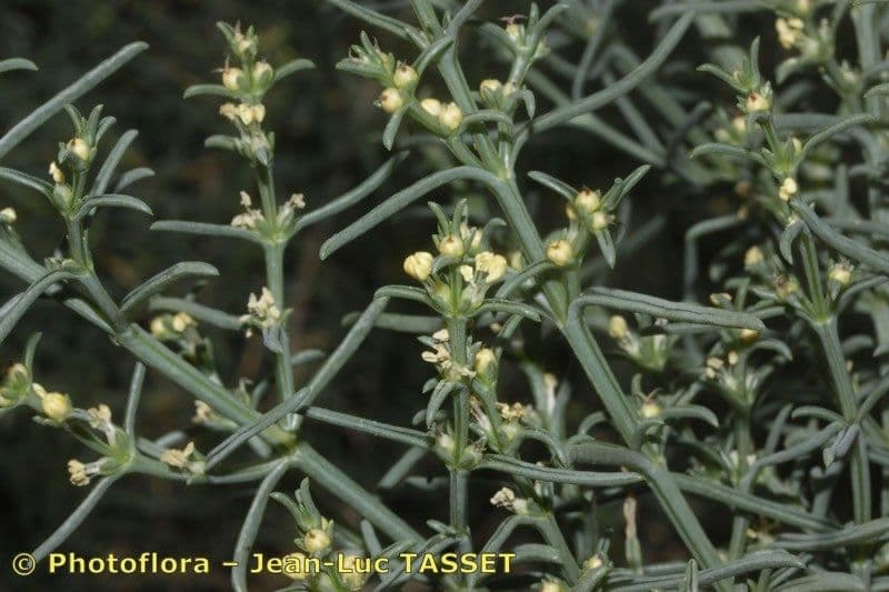 Salsola oppositifolia 22