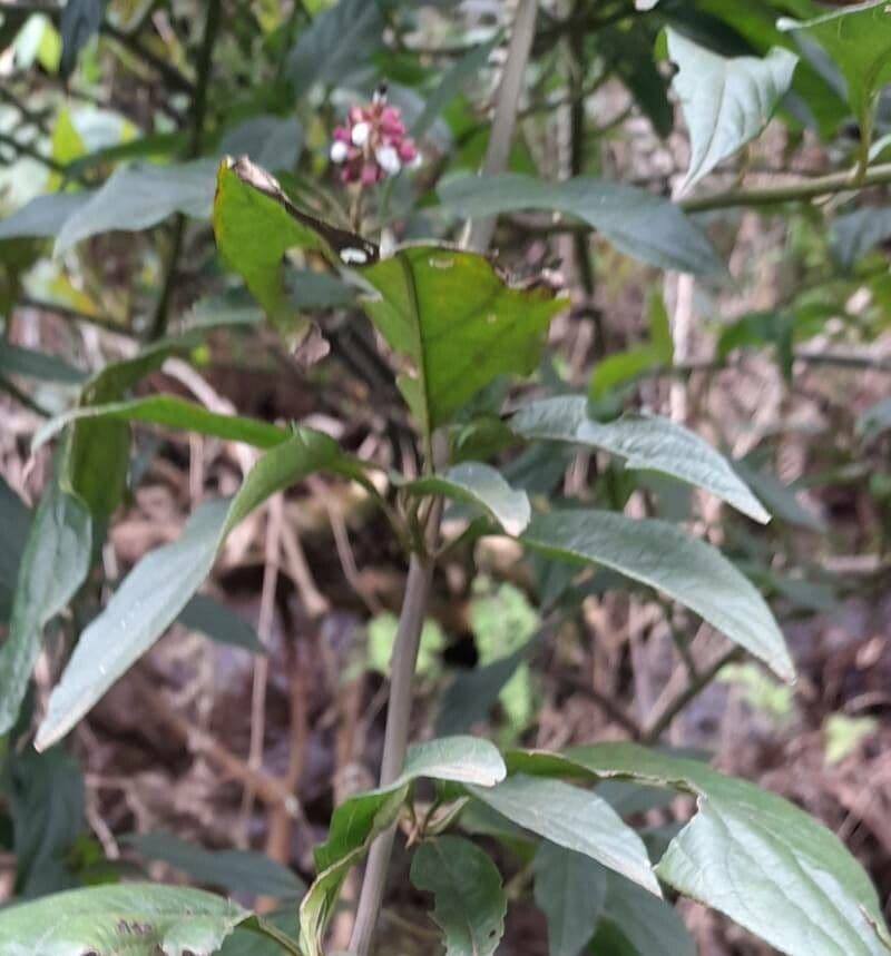Chamissoa Altissima 13