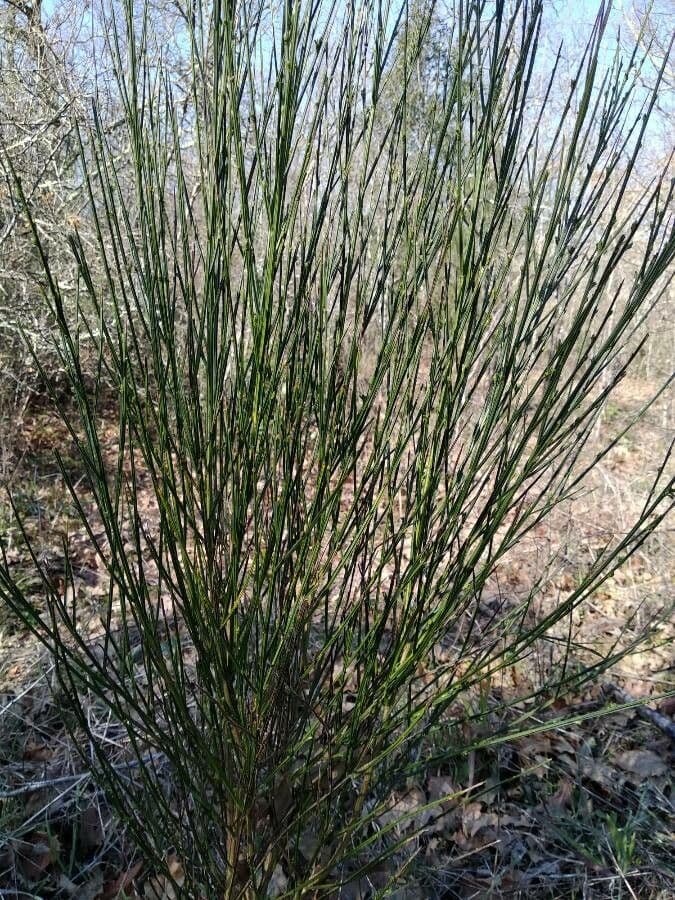 Ginestra irta 12