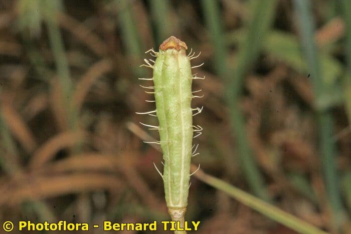 Sand-Mohn 25