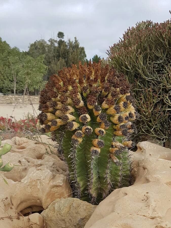 Cactus a botte uncino 5