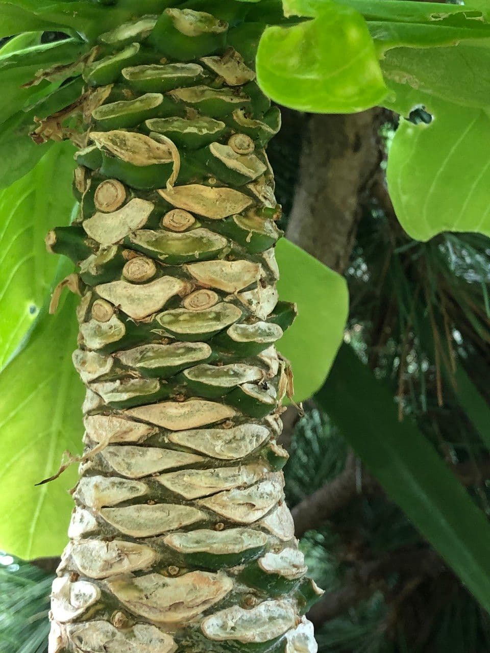 ʻŌlulu 12