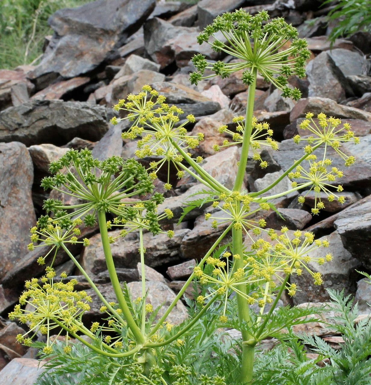 Molopospermum 27