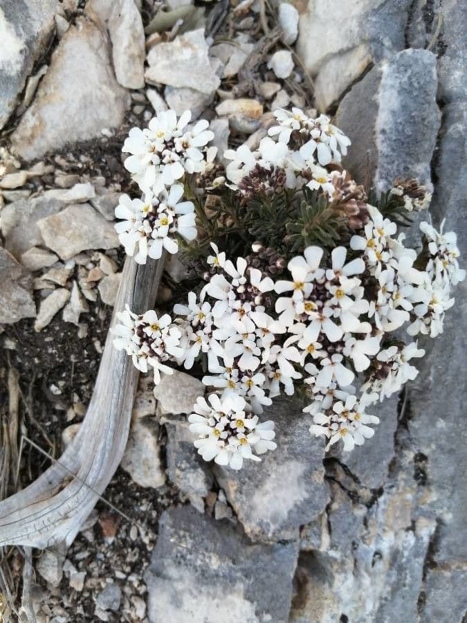 Felsen-Schiffchen 7
