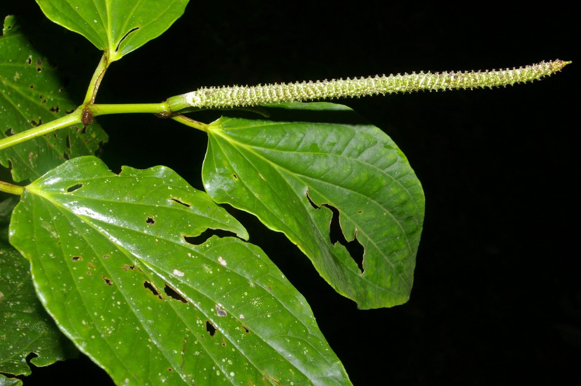 Dicknerviger Pfeffer