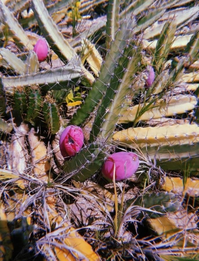Cactus a cinque lobi