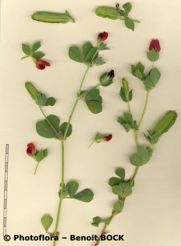 Hühnererbse 23