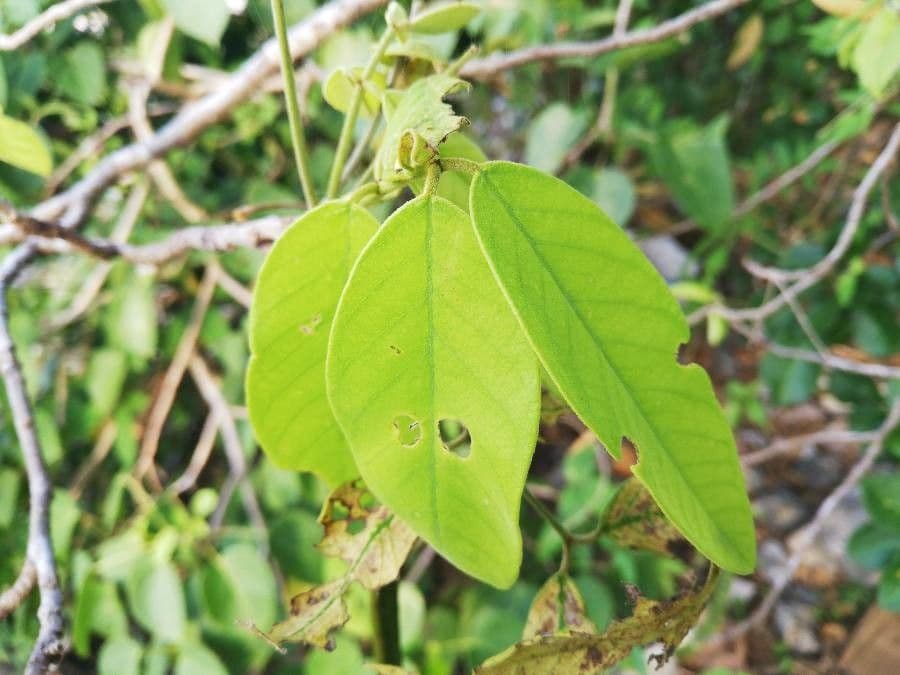 Sena atomaria 8