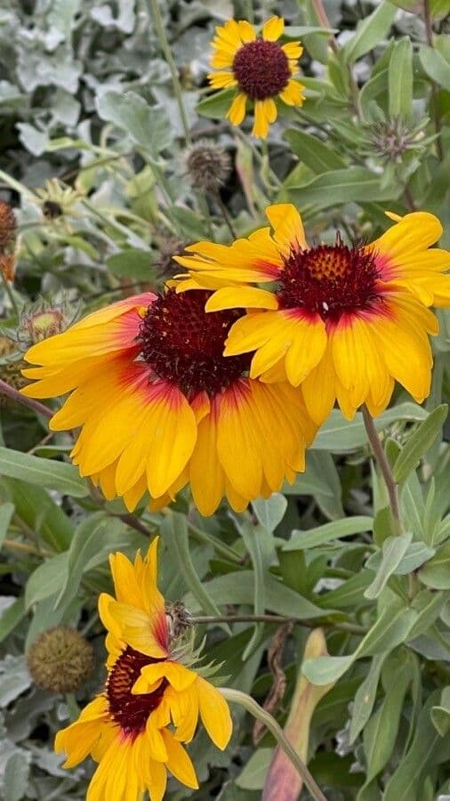 Gaillardia aristata 8