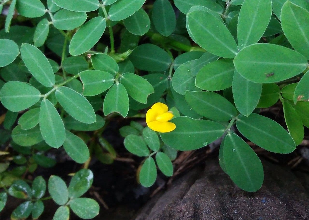 Arachis glabrata 6