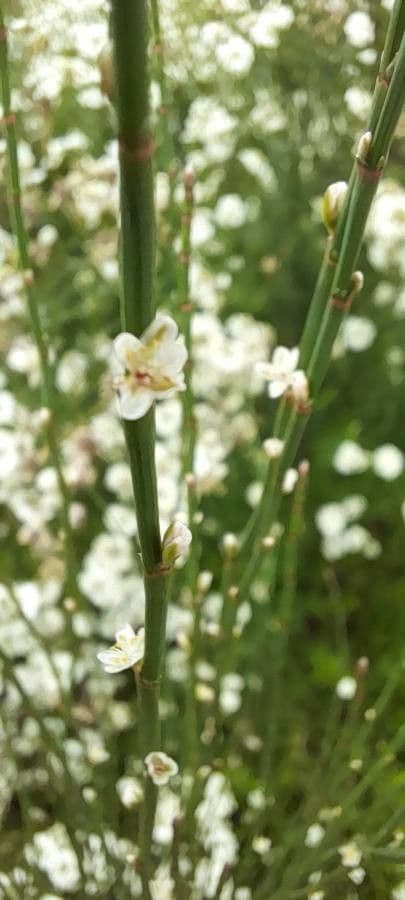 Polygonum 3