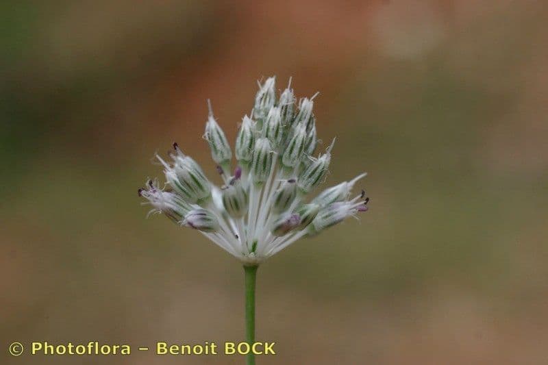 Aglio