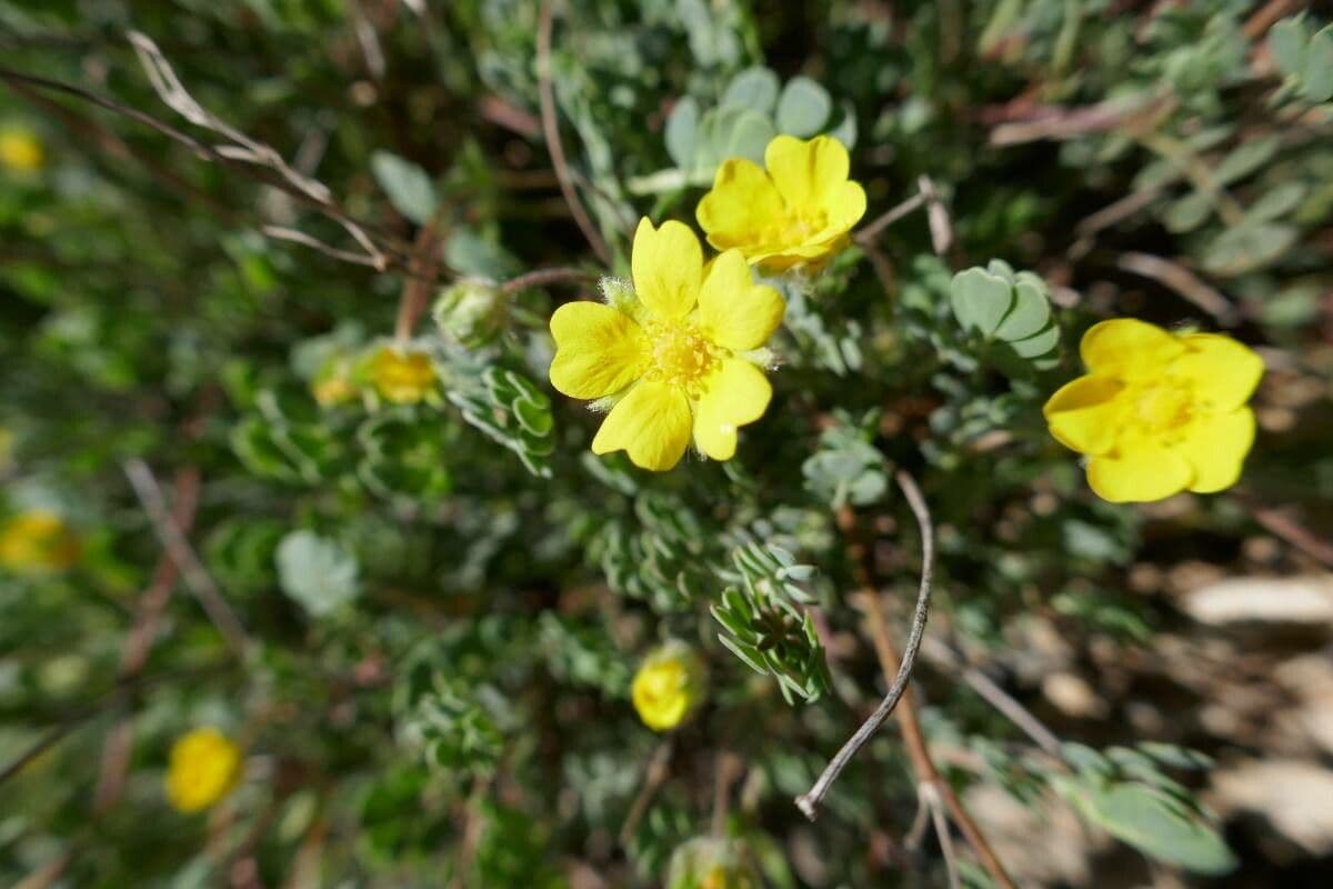 Potentilla 14