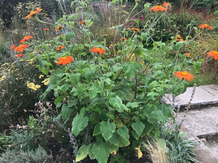 Tithonia rotundifolia 25