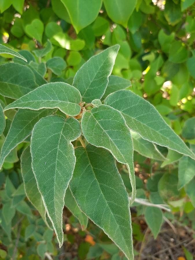 Croton giallo 19
