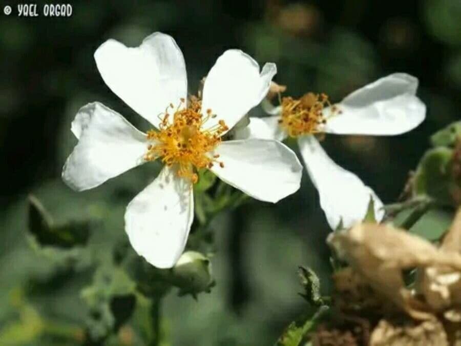 Rosa