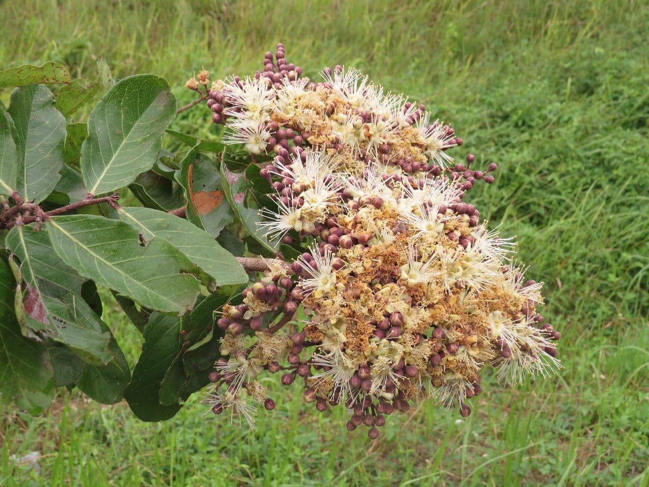 Maranthes 2