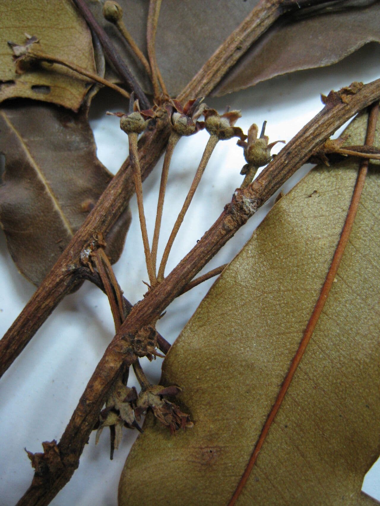 Manilkara 4