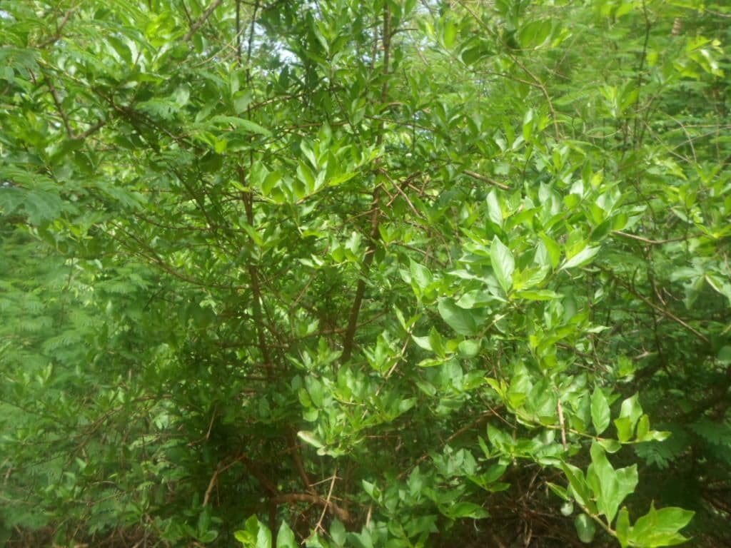 Feretia 6