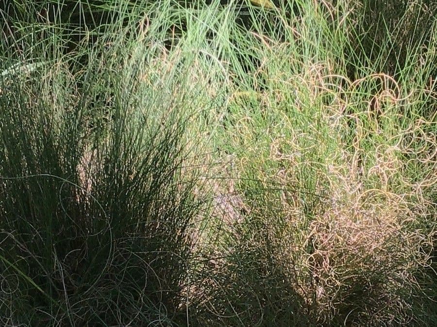 Festuca elegans