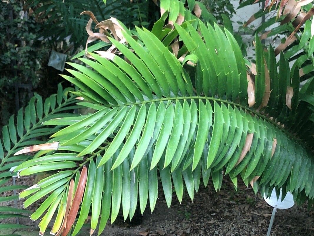 Encephalartos 2