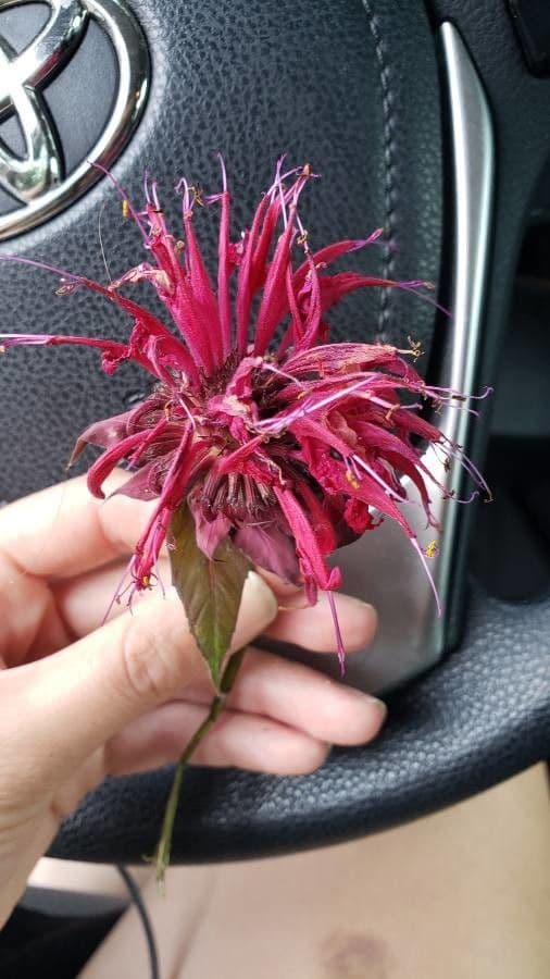 Monarda didyma 30