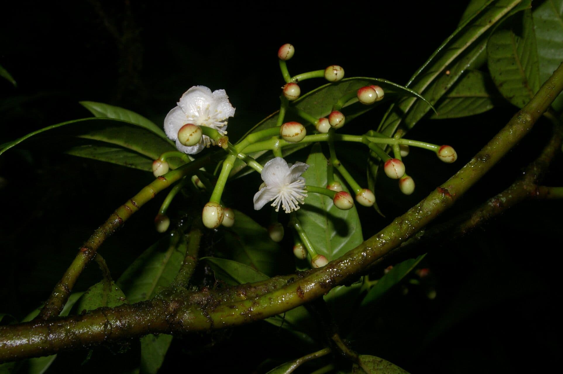 Chrysochlamys 6